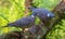 Male and female Common wood pigeons together on a big mossy trunks with green foliage