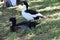 Male and Female Crested Ducks