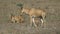 Male, female and cub Cokeâ€™s Hartebeest resting on a hot day in the savannah