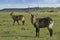 Male and female Defassa waterbucks, Kenya