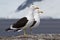 male and female Dominican gull standing on a rock near the nesting area