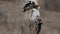 Male and female Downy woodpeckers (Picoides pubescens) eating suet on a tree stump