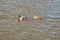 Male and Female Duck Paddling across Water