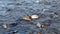 Male And Female Duck Swimming Upstream American River