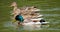 Male and female ducks on a lake at spring