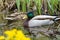 Male and female ducks on pond