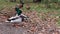 Male and female ducks walking along the park path in autumn