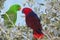 MALE AND FEMALE ECLECTUS PARROT eclectus roratus, PAIR STANDING ON BRANCH