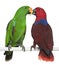 Male and Female Eclectus Parrots