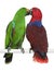 Male and Female Eclectus Parrots