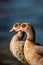 Male and female Egyptian goose portraits in London