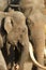 Male and female elephants hugging