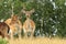 Male and female fallow deers