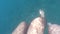 Male and female feet swimming together underwater on sea during summer vacation. Legs of young couple under water. Close