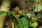 Male and female fiery skipper or Hylephila phyleus mating