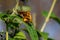 Male and female fiery skipper or Hylephila phyleus mating