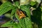 Male and female fiery skipper or Hylephila phyleus mating