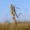 Male and female flyweed mosquito mate in the wind in spring