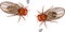 Male and female fruit fly Drosophila melanogaster isolated on white