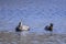 Male and Female Gadwall Dabbling Ducks