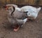 Male and female geese Kholmogory breed. Poultry. Farmyard. Close