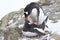 Male and female Gentoo penguins copulate