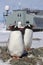 Male and female Gentoo penguins at the nest on the background of