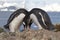 Male and female Gentoo penguins which nest near