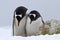 Male and female Gentoo penguins which stand side by side and bow
