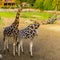 Male and female giraffe couple standing close together, popular zoo animals, Endangered species from Africa