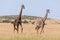 Male and female giraffe crossing grassland side-by-side