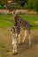 Male and female giraffe standing together. popular zoo animals, Endangered animal specie from Africa