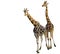 Male and female giraffe together isolated on a white background, popular zoo animals, Endangered animal specie from africa
