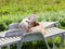 Male and female goats lounging on lounge chairs in summer