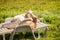 Male and female goats lounging on lounge chairs in summer