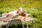 Male and female goats lounging on lounge chairs in summer