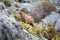 Male and female goats in mountains on coast