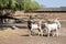 Male and female goats in the yard on a farm estate