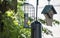 A Male and Female Goldfinches at the Black Oil Sunflower Seed Bird Feeder