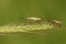 A male and female Grass Bug,  Leptopterna dolabrata, perching on a grass seed head in a meadow.