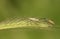 A male and female Grass Bug,  Leptopterna dolabrata, perching on a grass seed head in a meadow.