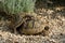 Male and female greek tortoise have sexual intercourse