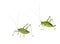 Male and female green bush-crickets