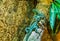 Male and female green plumed basilisks sitting together on a tree branch, tropical lizards from America