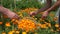 Male female hand gather marigold garden. Medicine herb. 4K