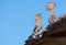 Male and female Hoopoes talks on a roof of some building