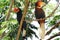 Male and female Hornbills