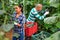 Male and female horticulturists harvesting cucumbers in greenhouse