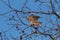 Male and female house finches sharing a meal.