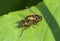 Male and female hoverfly breed on leaf of grass in spring